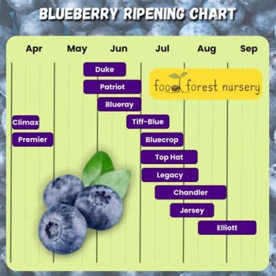 ブルーベリー 植える時期、そして月の満ち欠けがもたらす不思議な影響
